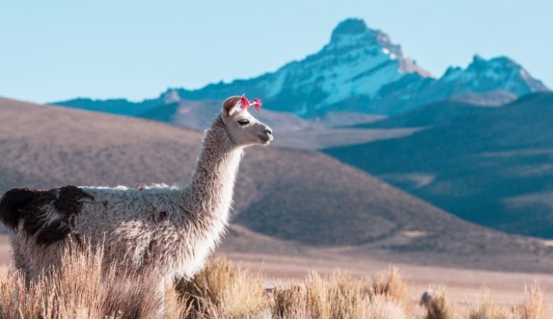 Oracle partners with Meta to power Llama AI models
