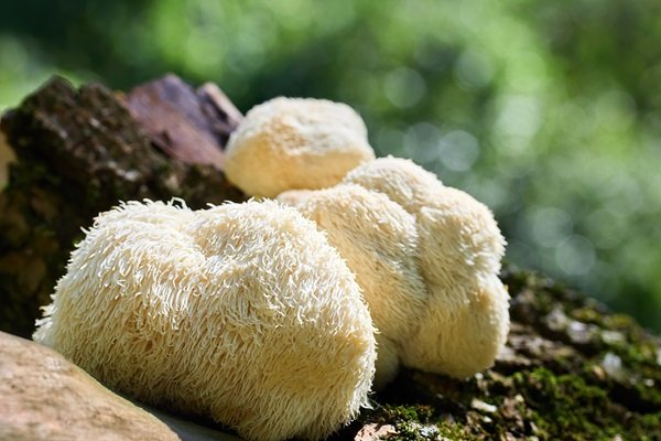 Amazing Benefits of Lions Mane Mushroom