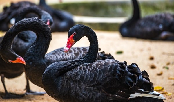 ‘Black Swan’ Event That Could Upend Life in 2025: The World’s Largest Cyberattack